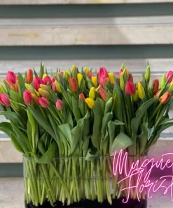 Passionate Radiance: Pink and Yellow Tulip Fusion