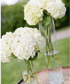 Wrapped in Elegance: 10 Stems of White Hydrangea