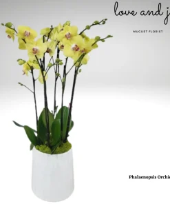 Triple Elegance: The 3 Double Yellow/Tiger Phalaenopsis Orchids Plant Arrangement