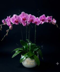 Tranquil Orchid Elegance: The 3 Double Blue and Purple Phalaenopsis Orchids Plant Arrangemen