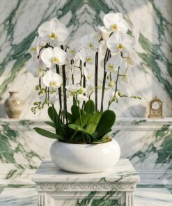 Whispers of Elegance: White Phalaenopsis Orchids in a Large White Pot
