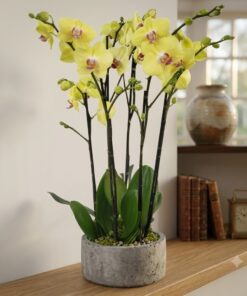 Triple Elegance: The 3 Double Yellow/Tiger Phalaenopsis Orchids Plant Arrangement