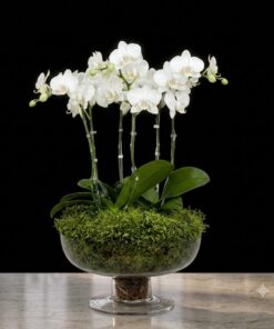 Martini Glass Cymbidium Mini Orchids: A Toast to Elegance