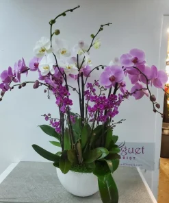 Exquisite Elegance: The Darling Mix Colors Phalaenopsis Orchids Arrangement