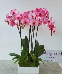 Tranquil Orchid Elegance: The 3 Double Blue and Purple Phalaenopsis Orchids Plant Arrangemen