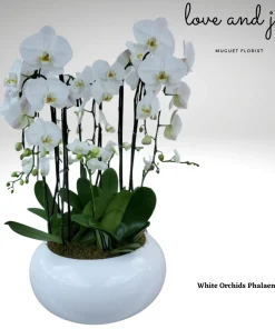 Whispers of Elegance: White Phalaenopsis Orchids in a Large White Pot