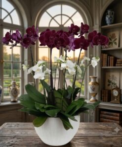 Purple and White Harmony: The Phalaenopsis Orchids Arrangement