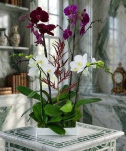 Purple and White Orchid Symphony: The Phalaenopsis Orchids Arrangement
