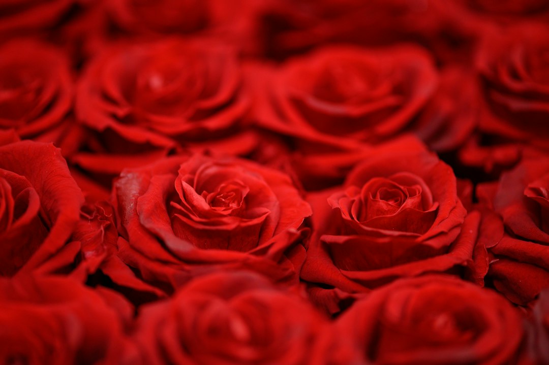 Signature preserved rose box